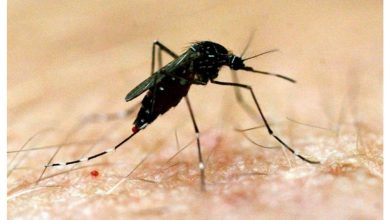Photo of Dengue: एकाएक तेजी से पैर पसार रहा डेंगू, लोगों को किया जा रहा जागरूक