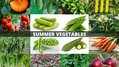 Photo of Health Tips: गर्मियों में इन सब्जियों का करें सेवन, मजबूत होगा इम्यून सिस्टम…कभी नही होंगे बीमार