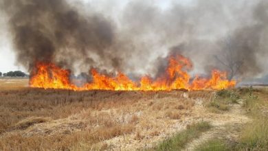 Photo of रायबरेली : खेतो में लगी आग से मची अफरा तफरी, कई बीघा फसल जलकर खाक