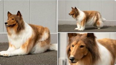 Photo of Viral : लाखों खर्च कर शख्स बना कुत्ता ,जाने क्या है पूरा मामला