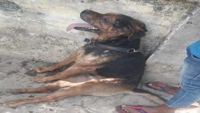 Photo of वफादार कुत्ता: पालतू कुत्ते ने बचाई मालिक की जान, गोली लगने से हुआ घायल, मालिक को बचाया खुद मर गया…