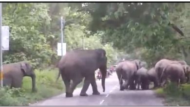 Photo of नैनीताल मार्ग पर  सैर पर निकले हाथी, रोड पर हाथियों का झुंड देख कर सहमे लोग