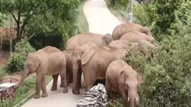 Photo of सैर पर निकले हाथियों ने कॉर्बेट वाटर फॉल में जमकर मचाया उत्पात, वन क्षेत्राधिकारी ने की लोगों से  सावधान रहने की अपील