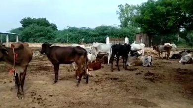 Photo of कानपुर देहात : अव्यवस्थाओं के चलते गौशाला में मर रही गाय, न नसीब हो रहा चारा और न ही उपचार…