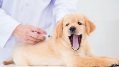 Photo of Pet’s Health: इस तरह रखें अपने पालतू कुत्ते का ख्याल, इस स्तिथि में उसे बाहर ले जाने से बचें !