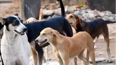 Photo of आंध्र प्रदेश में हुई 18 कुत्तों की मौत, डॉग लवर्स संगठनों ने की कड़ी कार्यवाही मांग