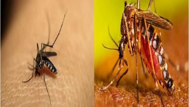 Photo of Dengue: कैसे फैलता है डेंगू और क्या हैं इसके लक्षण ? जाने इसके बचाव, पढ़ें पूरी खबर…