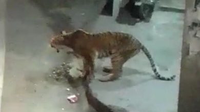 Photo of बाघ का वीडियो तेजी से हो रहा वायरल, गोली लगने का पोस्टमार्टम रिपोर्ट से चलेगा पता