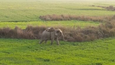 Photo of यज्ञ के दौरान बेकाबू हुआ हाथी, 3 लोगों को कुचला, CM Yogi ने व्यक्त की शोक संवेदनाएं, आला अधिकारी मौके पर मौजूद !