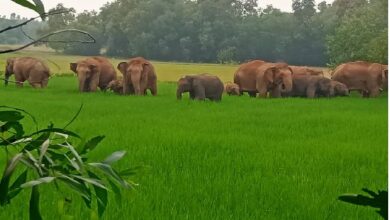 Photo of हाथियों के आतंक से किसान परेशान, वन विभाग से रात्रि गश्त बढ़ाने की मांग
