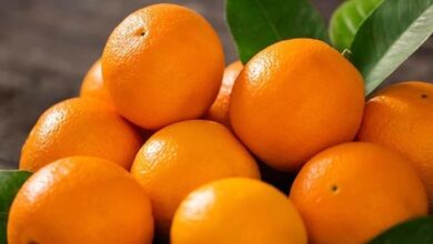 Photo of Health Tips: विटामिन-सी से भरपूर होता है संतरा, नियमित रूप से सेवन के हैं कई फायदे…