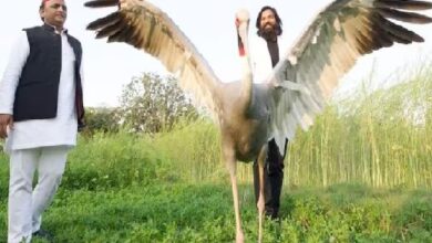 Photo of आरिफ का दोस्त सारस पक्षी विहार से लापता, अखिलेश ने ट्वीट कर सरकार पर साधा निशाना
