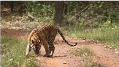 Photo of वन विभाग की बड़ी लापरवाही, जंगल में कैंसर से जुझ रहे बाघ