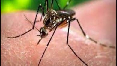 Photo of यूपी में बढ़ा डेंगू का प्रकोप, जानें इस जानलेवा बुखार से कैसे बचें ? क्या हैं रोकथाम!