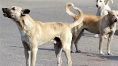 Photo of नोएडा में कुत्तों का कहर जारी, पिछले एक महीने में 9 हजार से ज्यादा डॉग बाइट के केस हुए दर्ज