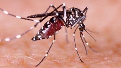 Photo of उत्तराखंड में डेंगू के बढ़ते मामलों को लेकर प्रदेश सरकार सख्त, एक्टिव मोड में स्वास्थ्य सचिव