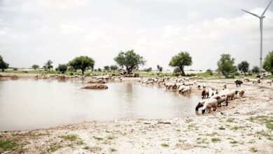 Photo of Adani Group: तालाब राजस्थान की जीवन रेखा हैं, अडानी फाउंडेशन जैसलमेर में जल निकायों को बहाल करने में कर रहा मदद