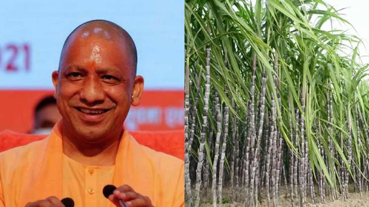 योगी सरकार ने गन्ना किसानों को दिया बड़ा तोहफा, प्रति कुंतल दाम में की इतने रुपए की बढ़ोत्तरी