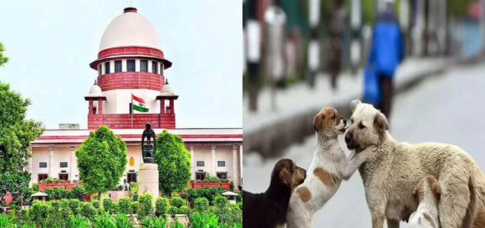 आवारा कुत्तों से निजात के लिए सरकार सख्त, SC की गाइडलाइंस के अनुरूप होगी कार्रवाई…