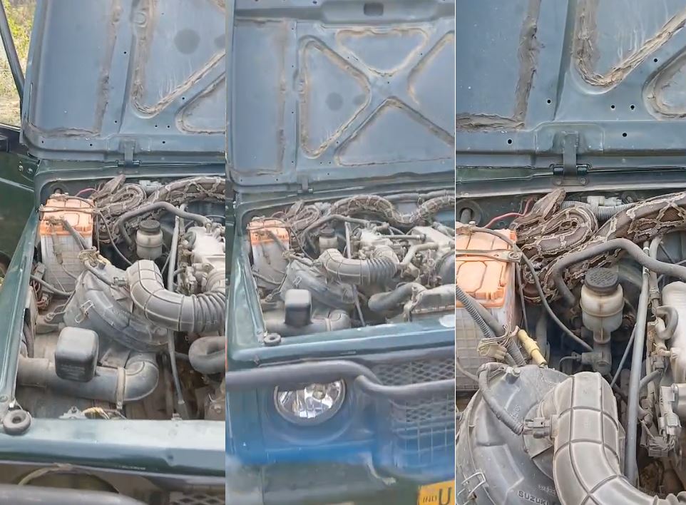 जंगल सफारी के दौरान जिप्सी के बोनट में मिला 10 फीट लंबा पाइथन, पर्यटकों में मचा हड़कंप