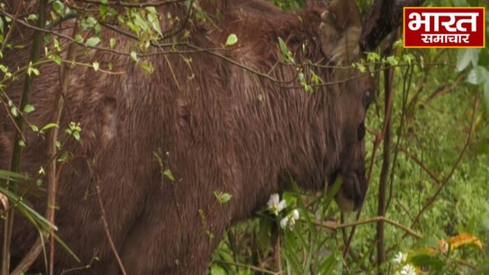उधमपुर में सांभर हिरण का सफल रेस्क्यू, जम्मू के मांडा ज़ू भेजा गया इलाज के लिए…