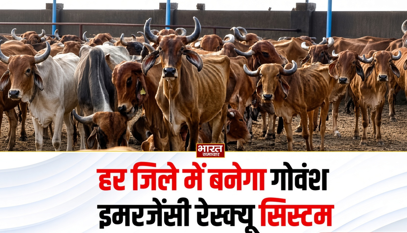 गोवंश के लिए बड़ा फैसला, हर जिले में बनेगा इमरजेंसी रेस्क्यू सिस्टम